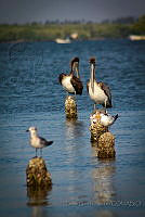 FBA0614 Leucophaeus atricilla, Pelecanus occidentalis, Thalasseus maximus.jpg