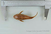 SGQ2304 Pterygoplichthys disjunctivus.jpg