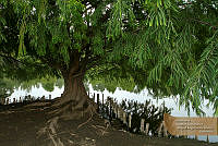 32_MASM03955 Taxodium mucronatum.jpg