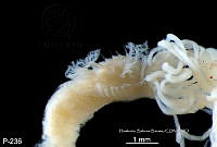 ME006 Pol 0035 Terebellobranchia hiata.jpg