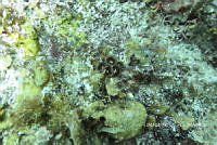 NE018 0782 Palythoa.jpg