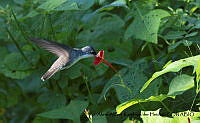 AAKVDH 0102 Ramosomyia violiceps.JPG