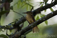 MASM02814 Onychorhynchus coronatus.jpg