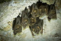 MASM06899 Artibeus phaeotis.jpg