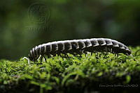 COM01 Xystodesmidae.jpg