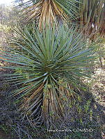 IRR 1311 Yucca mixtecana.jpg