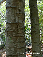 MRG-2017-107 Pithecellobium lanceolatum (MEGA-30jun17-b).JPG