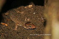 JCC0463 Lepidophyma micropholis.JPG