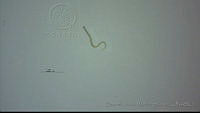 EAMS002 Aspiculuris sp..jpg