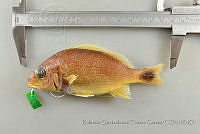 RQTG0734 Haemulon flaviguttatum.jpg