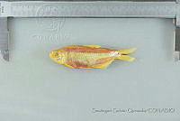 SGQ2677 Astyanax mexicanus.jpg