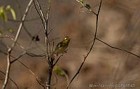 MGaves 2815 Vireo hypochryseus.jpg
