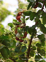 OTVHK040-805 Pithecellobium dulce.TIF