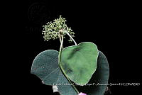 Atleq 0803 Cissampelos pareira.jpg