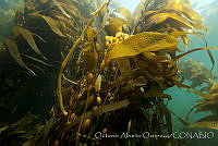 OAO0108 Macrocystis pyrifera.jpg