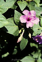 1169 Mirabilis jalapa.jpg