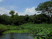 ME003 0090 Eichhornia crassipes.jpg