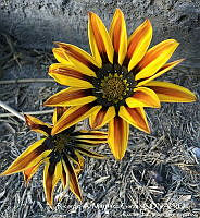 RAMGF 0002 Gazania linearis.jpg
