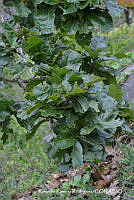 RRR0783 Quercus magnolifolia.jpg