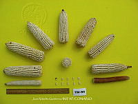 TampJVG182 Zea mays.jpg
