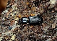BGG008 Tenebrionidae.JPG