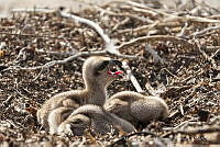 MAMO001 Pandion haliaetus.jpg