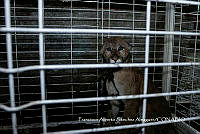 MN6NySH0021 El Puma y El Hombre.jpg