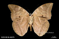 ME006 Entomo SCLC 0154 Archaeoprepona demophoon gulina.jpg