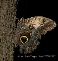 MJCD003 Caligo memnon.jpg