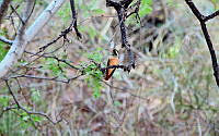 EFL03 Hylocharis xantusii.jpg