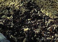 DK1002 Zea mays.jpg