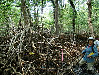 LRGA022 Rhizophora mangle.jpg