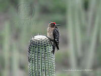CAR 0014 Melanerpes hypopolius.jpg