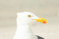 MN6F0070 Larus livens.jpg