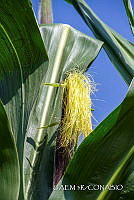 3R 01365 Zea mays.jpg