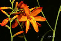 Hueyap 0818 Crocosmia crocosmiiflora.jpg