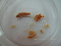 HE009 P 1549 Pez león asiático.JPG