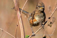 JRRO0560 Pipilo maculatus.jpg