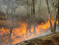 CONANP GR009 0005  La Sepultura, Chiapas.jpg