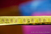 ARS00245 Leucaena esculenta.jpg