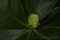 FJRS0094 Clusia rosea.jpg