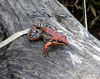 Anfmex020 Leptodactylus fragilis.jpg