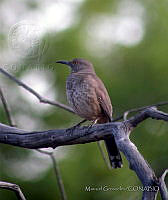 MGaves 2963 Toxostoma curvirostre.jpg
