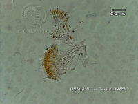 KT016 0042 Rivularia sp..jpg