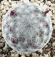 3R 00998 Mammillaria lasiacantha.tif
