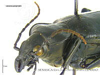 ZJJG0150 Calosoma peregrinator.jpg