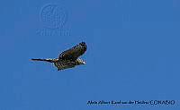 AAKVDH 0320 Accipiter cooperii.JPG