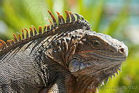 ARL00052 Ctenosaura similis.jpg