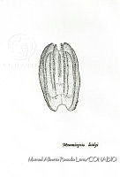MARL0447 Mnemiopsis leidyi.jpg