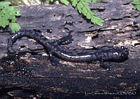 LCM0022 Bolitoglossa oaxacensis.jpg